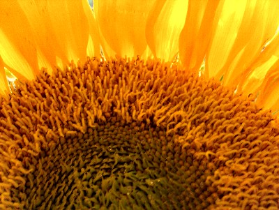 Good Morning Sunshine